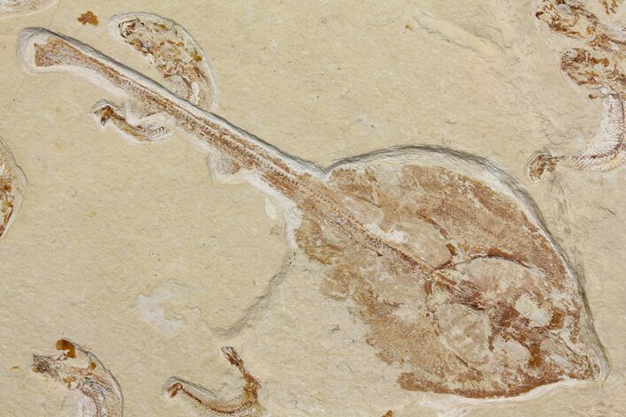 Fossil Guitar Ray (Rhinobatos) With Thirty Fish - Lebanon #165875